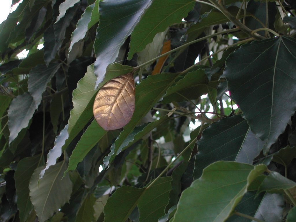 Intervenção Folhas de Ouro na copa de uma árvore (Poro)